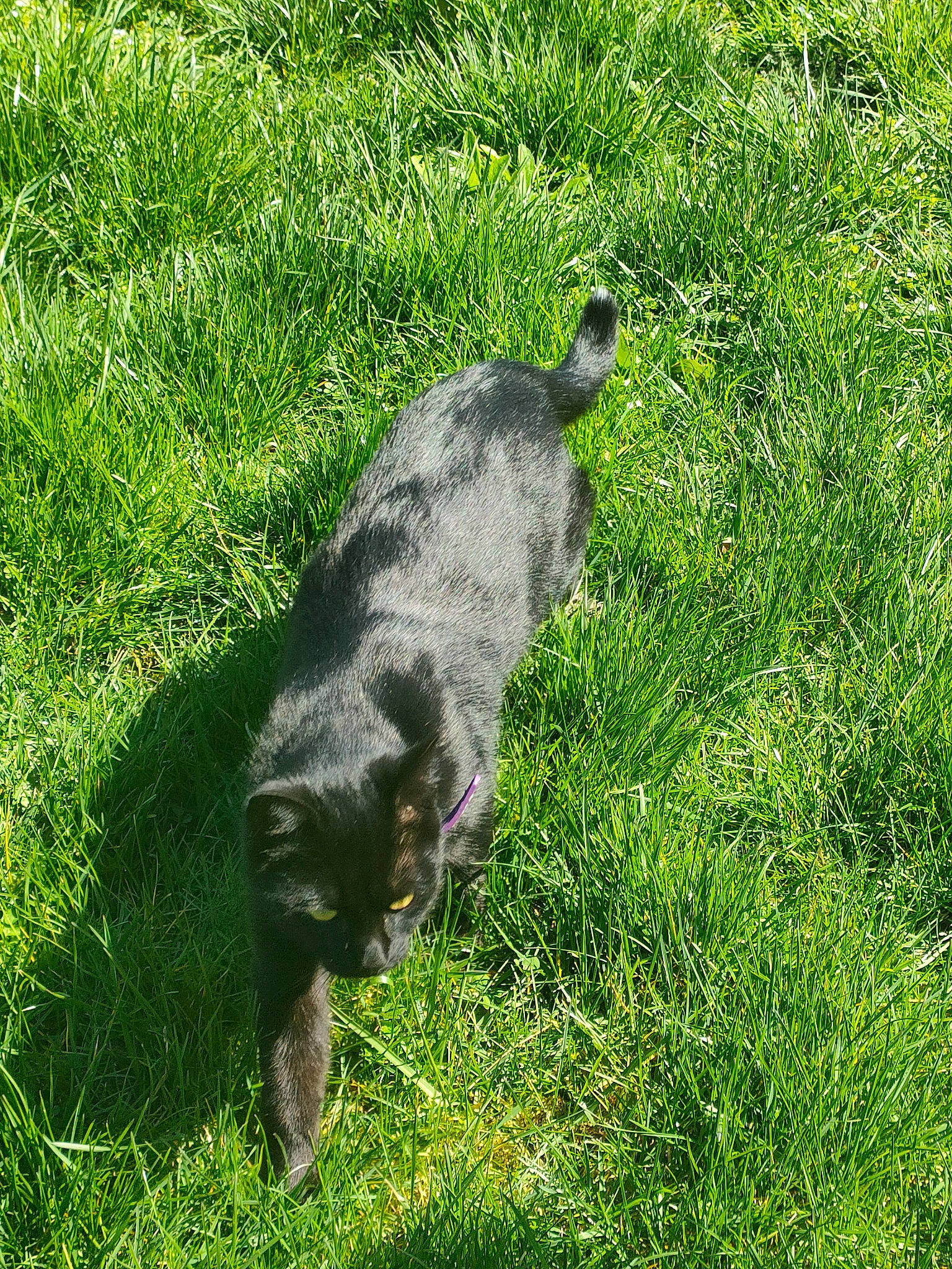 Lucifer participe au concours pour gagner de l'argent avec cette photo : black_cat, canidae, carnivore, cat, dog_breed, domestic_short_haired_cat, felidae, fur, grass, grassland, groundcover, plant, shrub, small_to_medium_sized_cats, snout, sporting_group, tail, terrestrial_animal, whiskers, wildlife
