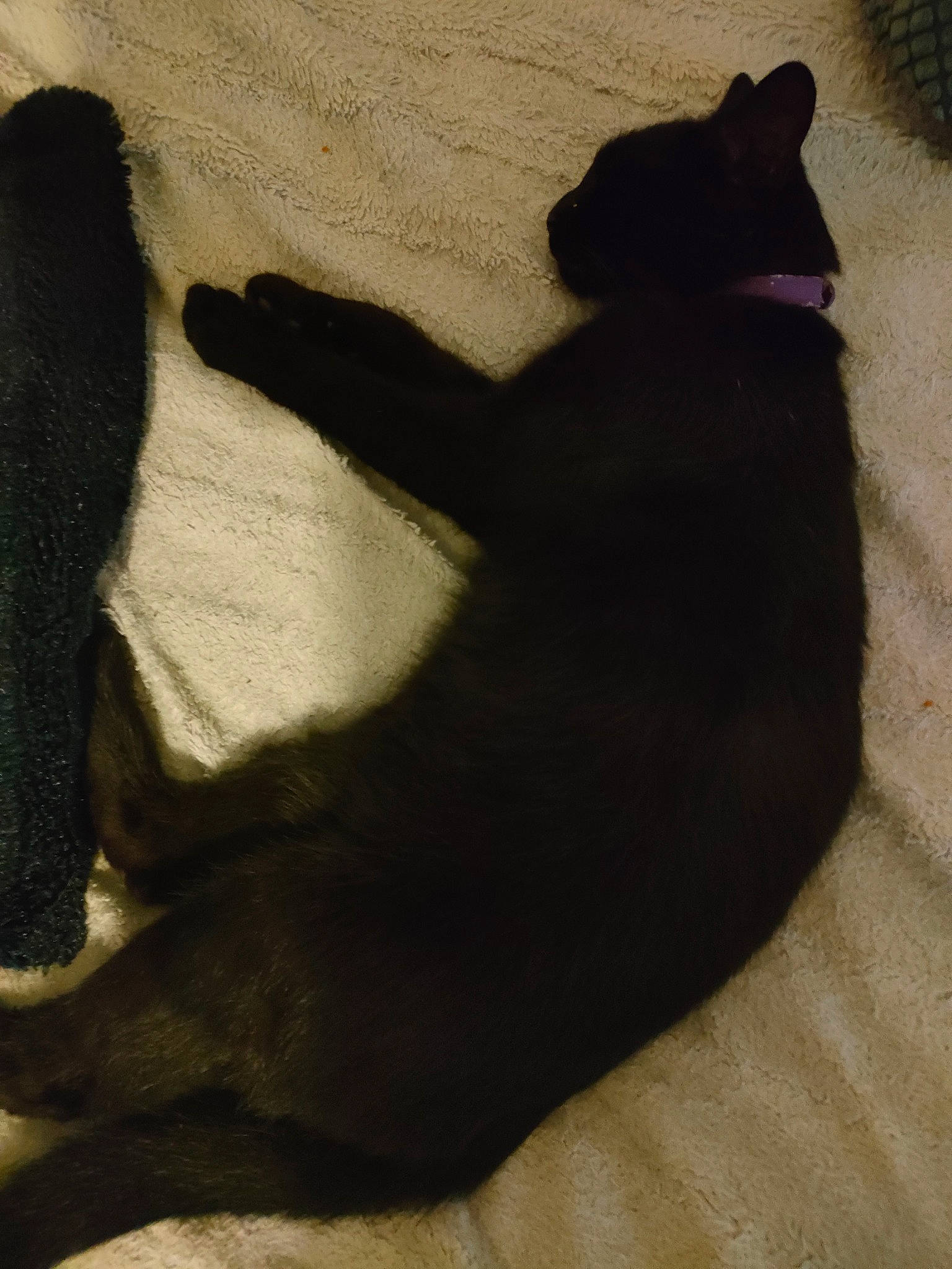 Lucifer participe au concours pour gagner de l'argent avec cette photo : black_cat, brown, canidae, carnivore, cat, comfort, companion_dog, dog_breed, fawn, felidae, gesture, paw, small_to_medium_sized_cats, snout, sporting_group, tail, terrestrial_animal, tints_and_shades, whiskers, wood