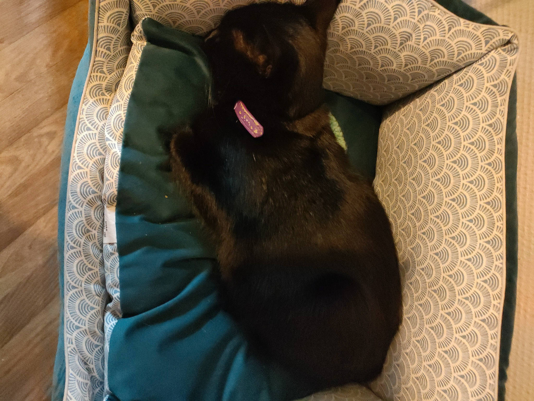 Lucifer participe au concours pour gagner de l'argent avec cette photo : brown, canidae, carnivore, comfort, companion_dog, dog, dog_breed, dog_supply, fawn, fur, linens, liver, nap, non_sporting_group, pet_supply, snout, sporting_group, tail, tints_and_shades, working_animal