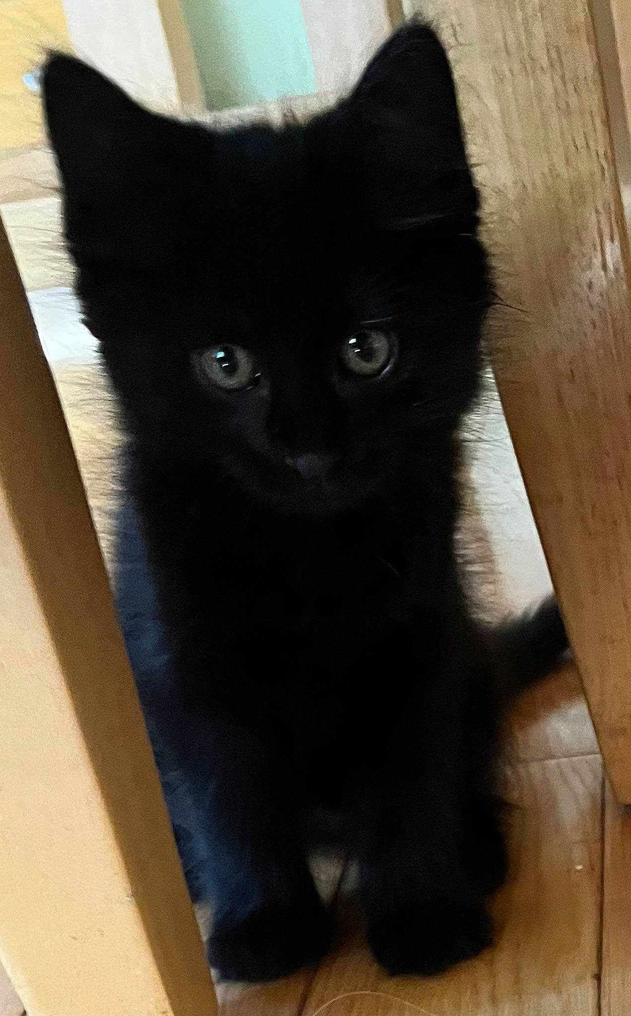 Khaleesi is registered to the contest to win money with this photo: black_cat, carnivore, cat, domestic_short_haired_cat, felidae, flooring, fur, hardwood, iris, plank, small_to_medium_sized_cats, snout, tail, terrestrial_animal, whiskers, wood, wood_stain