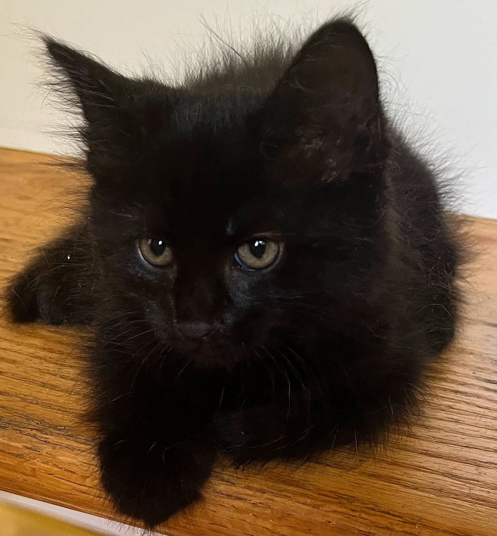 Khaleesi is registered to the contest to win money with this photo: carnivore, cat, felidae, flooring, fur, hardwood, plank, small_to_medium_sized_cats, snout, tail, terrestrial_animal, varnish, whiskers, window, wood, wood_flooring, wood_stain