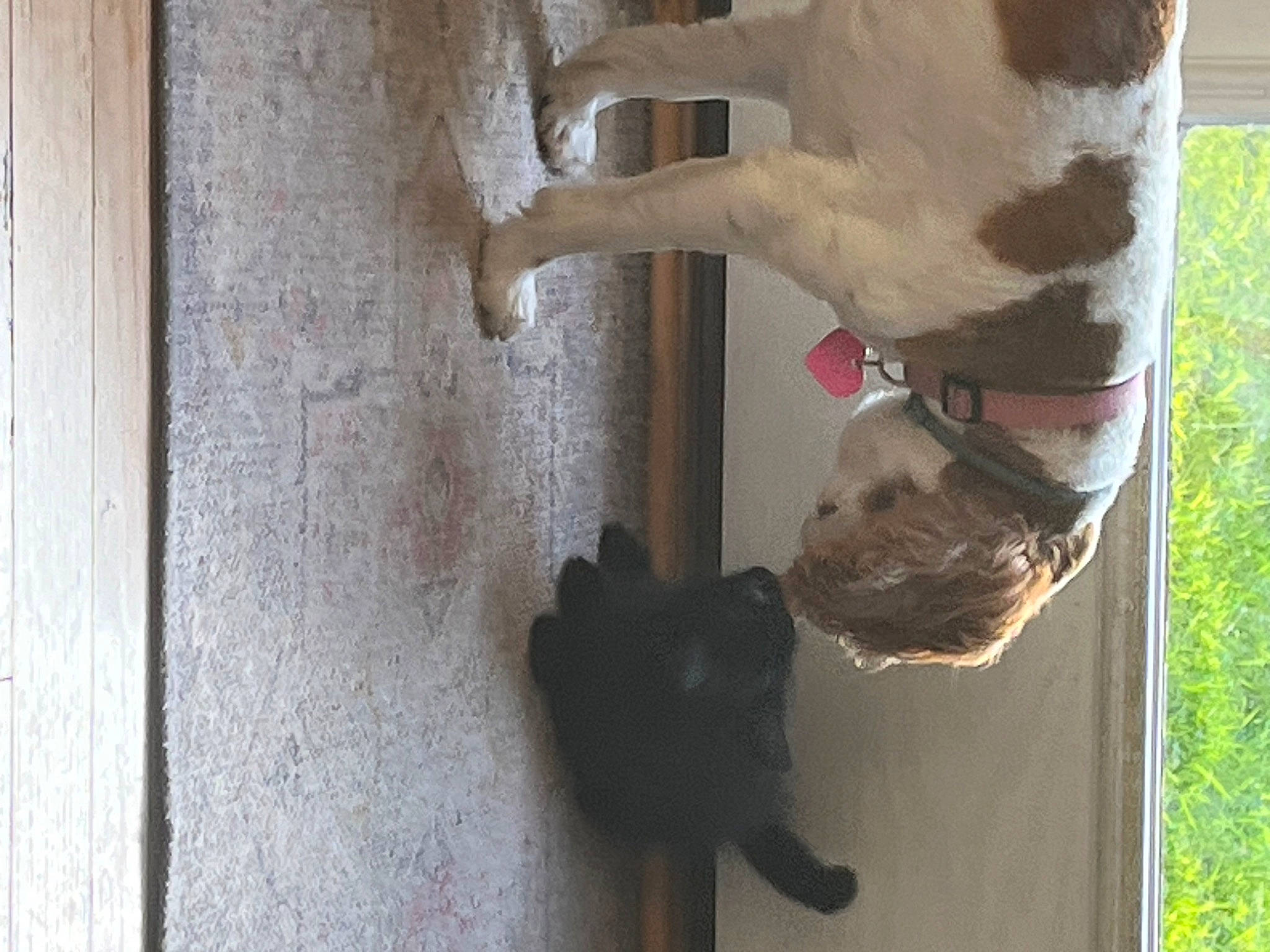 Khaleesi is registered to the contest to win money with this photo: art, canidae, carnivore, dog, dog_breed, door, fawn, felidae, fur, gesture, plant, sculpture, small_to_medium_sized_cats, snout, sporting_group, tail, terrestrial_animal, tree, trunk, wood