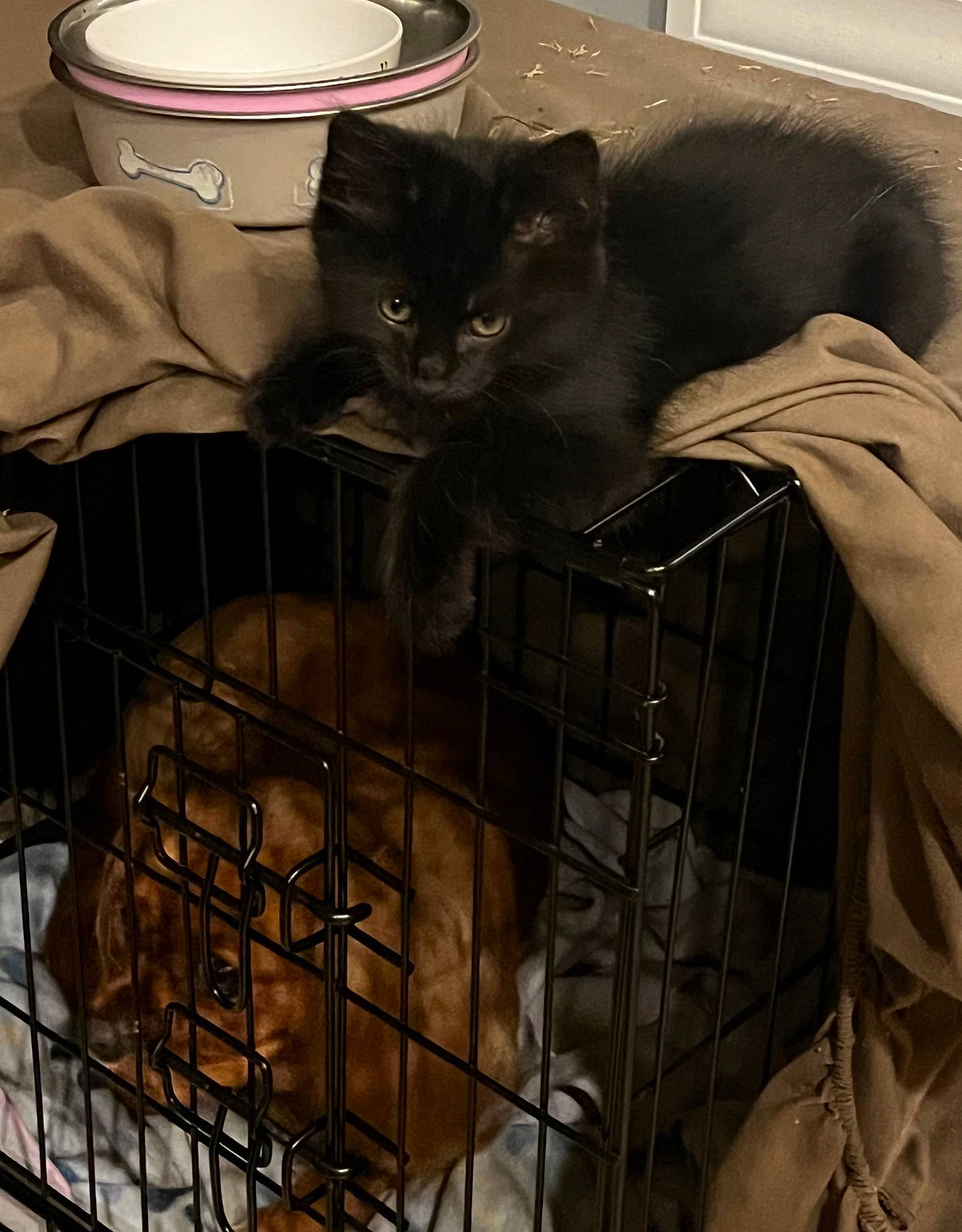 Khaleesi joined the competition — help win amazing prizes! animal_shelter, black, black_cat, box, cage, carnivore, cat, cat_supply, domestic_short_haired_cat, felidae, fur, grey, mammal, pet_supply, product, service, small_to_medium_sized_cats, snout, tail, whiskers