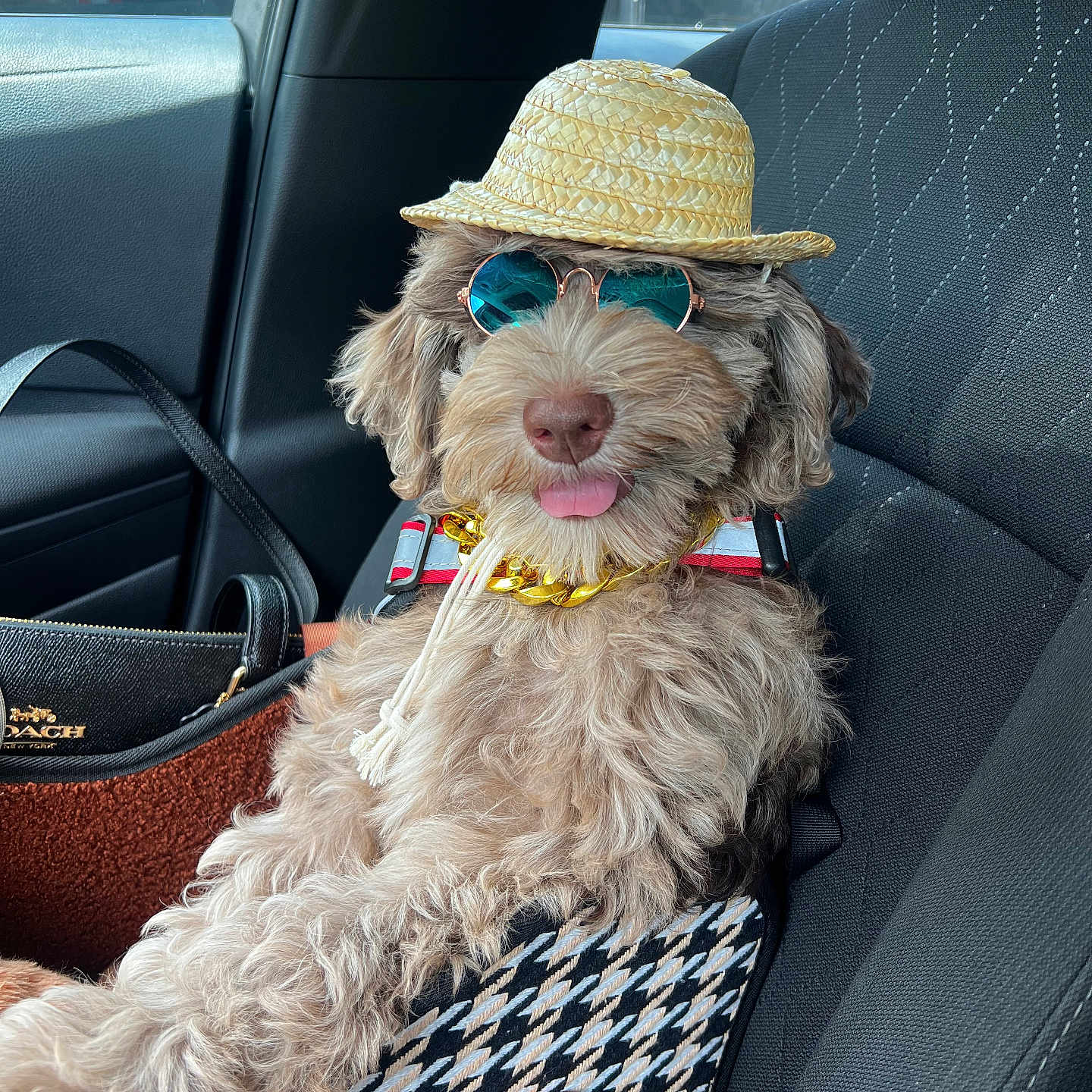 Zion E Legerme is registered to the contest to win money with this photo: accessory, canine, car, companion, cute, dog, fashion, fluffy, gold_chain, hat, interior, leash, pet, relaxed, seat, summer, sunglasses, tongue_out, travel, window