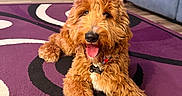 Oakley is registered to the contest to win money with this photo: dog, golden_doodle, pet, indoor, carpet, purple_rug, happy, tongue_out, fluffy, canine, mammal, animal, living_room, couch, furniture, table, wooden_floor, collar, tag, domestic_animal