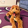 dog, golden_doodle, pet, indoor, carpet, purple_rug, happy, tongue_out, fluffy, canine, mammal, animal, living_room, couch, furniture, table, wooden_floor, collar, tag, domestic_animal