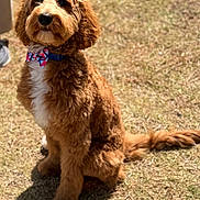 Oakley is registered to the contest to win money with this photo: dog, bow_tie, leash, grass, outdoor, pet, cute, fluffy, brown_fur, white_chest, sitting, sunlight, shadow, portrait, animal, friendly, companion, well_groomed, alert, domestic_animal