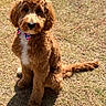 Oakley is registered to the contest to win money with this photo: dog, puppy, bow_tie, brown_fur, white_chest, sitting, grass, outdoor, sunny, shadow, pet, canine, fluffy, cute, leash, portrait, animal, friendly, young_dog, adorable