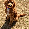 Oakley joined the competition — help win amazing prizes! dog, bow_tie, brown, fluffy, sitting, grass, outdoor, sunlight, shadow, pet, cute, canine, leash, fur, portrait, animal, friendly, young, adorable, companion