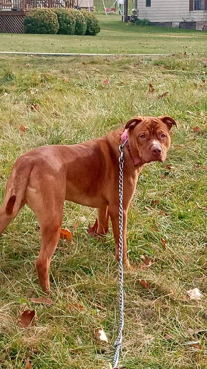 Rocky is registered to the contest to win money with this photo: canidae, carnivore, collar, companion_dog, dog, dog_breed, dog_collar, dog_sports, fawn, grass, grassland, gun_dog, liver, plant, snout, sporting_group, tail, terrestrial_animal, working_animal, working_dog