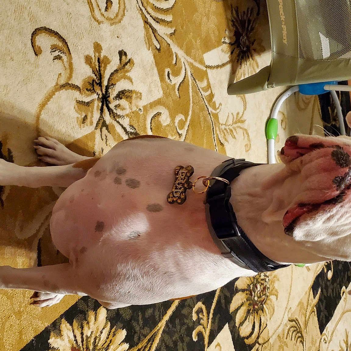 Bud joined the competition — help win amazing prizes! abdomen, barechested, beard, chest, elbow, eyewear, fashion_accessory, fawn, flesh, human_body, human_leg, jewellery, navel, pattern, sunglasses, tattoo, temporary_tattoo, thigh, trunk, wrist