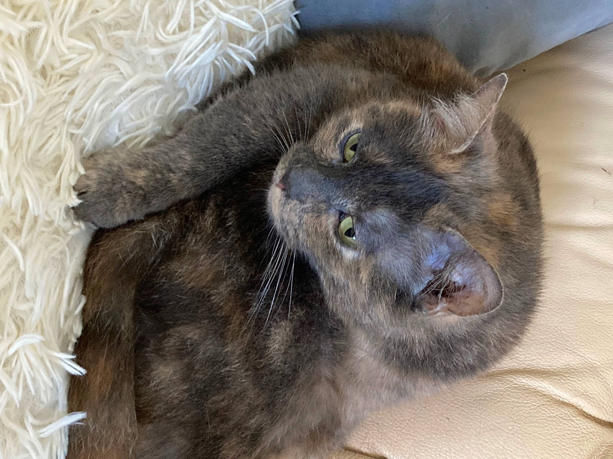 Noisette participe au concours pour gagner de l'argent avec cette photo : british_longhair, carnivore, cat, claw, comfort, domestic_short_haired_cat, fawn, felidae, fur, grey, paw, small_to_medium_sized_cats, terrestrial_animal, whiskers