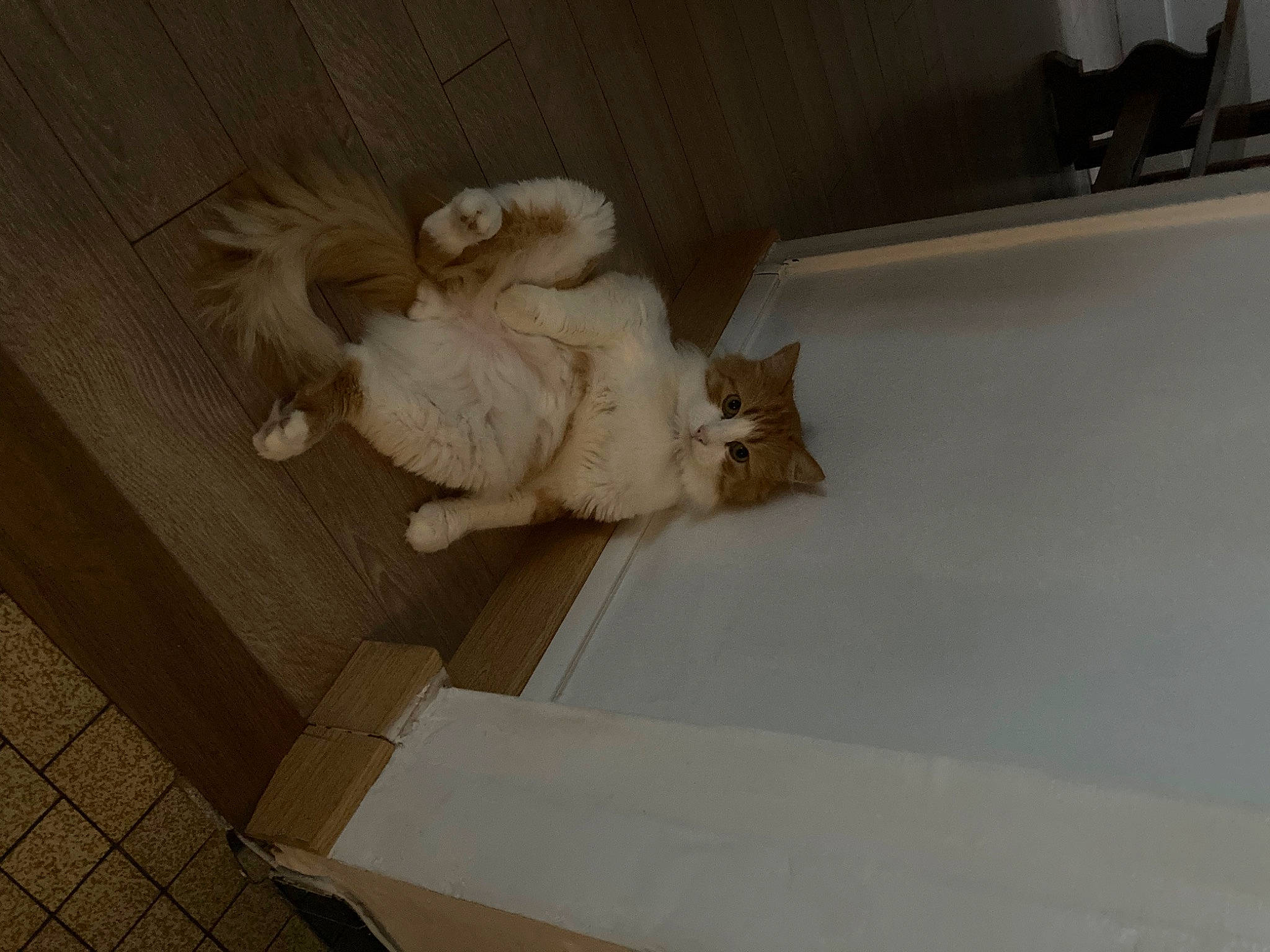 Karamel a rejoint le concours — aidez-le/la à gagner de superbes lots ! art, carnivore, cat, ceiling, comfort, domestic_short_haired_cat, fawn, felidae, flooring, fur, hardwood, paw, plaster, room, sculpture, small_to_medium_sized_cats, tail, tile, whiskers, wood