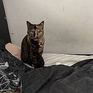 Noisette participe au concours pour gagner de l'argent avec cette photo : cat, tortoiseshell_cat, pet, bed, blanket, pillow, wall, indoor, human_ear, sleeping, bedding, feline, sitting, green_eyes, stare, portrait, cozy, sheet, headboard, room