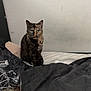 cat, tortoiseshell_cat, pet, bed, blanket, pillow, wall, indoor, human_ear, sleeping, bedding, feline, sitting, green_eyes, stare, portrait, cozy, sheet, headboard, room