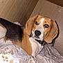 dog, beagle, pet, indoor, bed, blanket, wooden_wall, curious, lying_down, ears, fur, collar, animal, looking_away, domestic, mammal, snout, paws, cute, companion