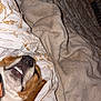 dog, bed, blanket, sheet, patterned_sheet, brown, white, wooden_wall, teeth, sleeping, cozy, indoor, pet, canine, fur, collar, resting, animal, comfort, closeup