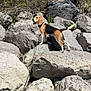 dog, beagle, rock, rocks, outdoor, nature, animal, leash, chain, standing, alert, greenery, sunlight, daytime, pet, mammal, wildlife, fur, snout, tail