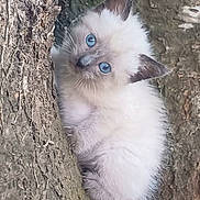 Flocon a rejoint le concours — aidez-le/la à gagner de superbes lots ! kitten, cat, blue_eyes, fluffy, tree_bark, outdoor, animal, cute, young, climbing, fur, nature, wildlife, pet, mammal, playful, curious, small, whiskers, tail