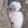 kitten, cat, blue_eyes, fluffy, tree_bark, outdoor, animal, cute, young, climbing, fur, nature, wildlife, pet, mammal, playful, curious, small, whiskers, tail