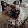 cat, feline, fluffy, long_hair, blue_eyes, whiskers, pointed_ears, brown_fur, cream_fur, dark_face, pet, animal, portrait, close_up, indoor, tile_floor, floor, chair_leg, sitting, alert