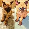 cat, kitten, siamese_cat, fluffy, real_cat, illustration, cartoon, anime_style, blue_eyes, pointed_ears, sitting, blanket, indoor, portrait, split_screen, side_by_side, pet, furry, cute, digital_art