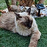cat, fluffy, siamese_cat, blue_eyes, long_hair, cream_fur, dark_face, dark_ears, dark_paws, lying_down, stretched_paw, grass, garden, outdoor, tropical_plants, palm_trees, decorative_stones, solar_light, relaxed, pet