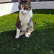 Noé participe au concours pour gagner de l'argent avec cette photo : cat, tabby, white_cat, pet, animal, sitting, outdoor, grass, lawn, garden, portrait, whiskers, ears, eyes, fur, standing_fence, wall, sunlight, shadow, backyard