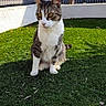 cat, tabby, white_cat, pet, animal, sitting, outdoor, grass, lawn, garden, portrait, whiskers, ears, eyes, fur, standing_fence, wall, sunlight, shadow, backyard