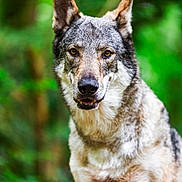 Yuma participe au concours pour gagner de l'argent avec cette photo : alert, animal, background_blur, brown, canine, close_up, dog, ears, eyes, face, forest, fur, greenery, grey, mammal, nature, outdoor, portrait, wildlife, wolf_like