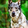 alert, animal, background_blur, brown, canine, close_up, dog, ears, eyes, face, forest, fur, greenery, grey, mammal, nature, outdoor, portrait, wildlife, wolf_like