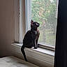 Oliver joined the competition — help win amazing prizes! black_cat, cat, window, windowsill, indoor, curious, pet, animal, feline, looking_outside, natural_light, cushion, bench, greenery, tree, quiet, cozy, domestic, fur, side_view