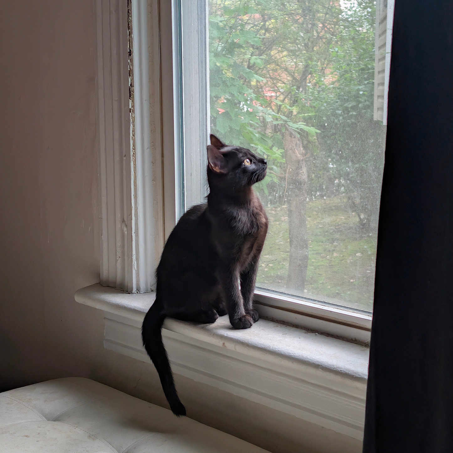 Oliver