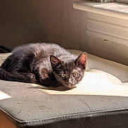 Oliver joined the competition — help win amazing prizes! cat, kitten, black_cat, sunlight, indoor, window, ottoman, furniture, resting, animal, pet, cute, cozy, relaxing, curious, young, shadow, light, home, domestic