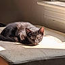 cat, kitten, black_cat, sunlight, indoor, window, ottoman, furniture, resting, animal, pet, cute, cozy, relaxing, curious, young, shadow, light, home, domestic