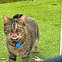 animal, cat, collar, curious, daylight, ears, feline, fur, grass, green_eyes, leash, licking, nature, outdoor, pet_tag, playful, tabby, tongue, whiskers, wooden_fence