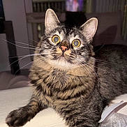 Moses joined the competition — help win amazing prizes! cat, tabby, indoor, wide_eyes, curious, fur, whiskers, pet, animal, close_up, yellow_eyes, domestic_cat, household, mammal, cute, feline, relaxed, resting, table, water_bottle