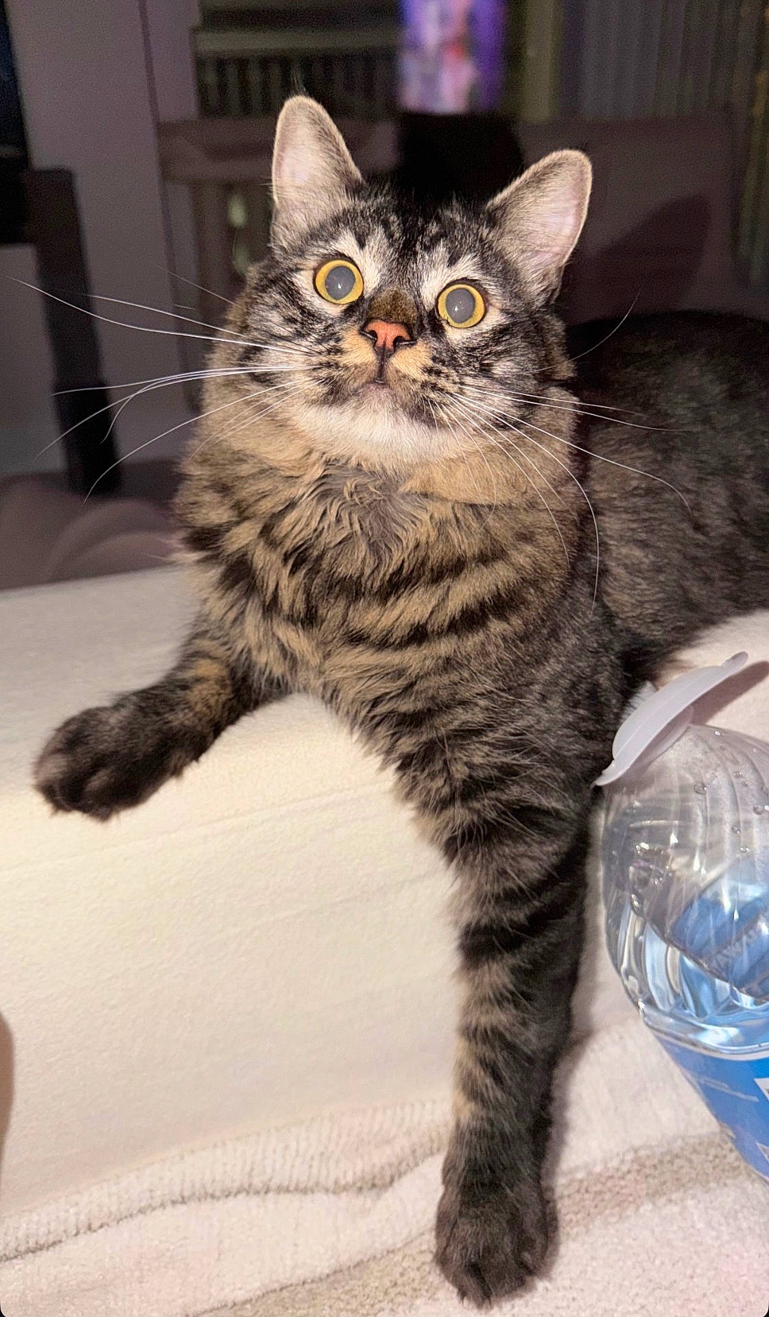 Moses joined the competition — help win amazing prizes! alert, animal, cat, closeup, curious, cute, domestic, feline, fur, indoor, mammal, pet, portrait, resting, tabby, water_bottle, whiskers, white_surface, wide_eyes, yellow_eyes