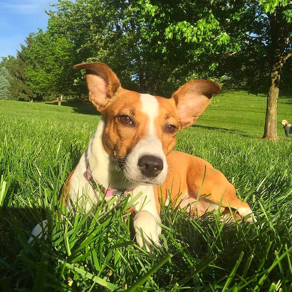 Zeena is registered to the contest to win money with this photo: canidae, carnivore, companion_dog, dog, dog_breed, fawn, grass, grassland, happy, herding_dog, meadow, pasture, people_in_nature, plant, sky, snout, sporting_group, tree, whiskers, working_animal