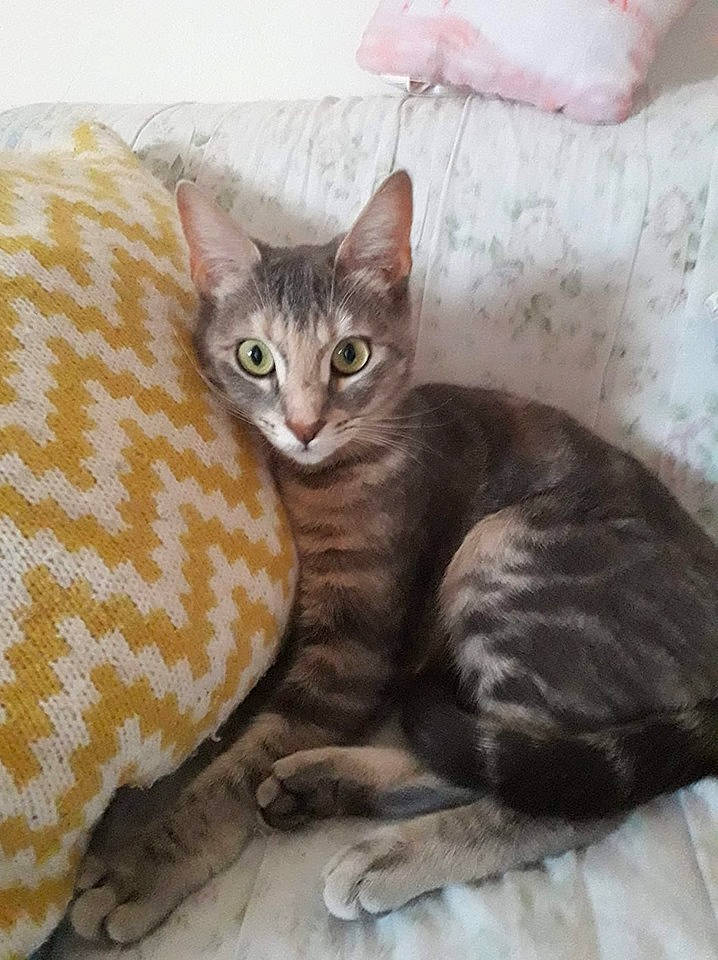 Le Coussin De Grizouille