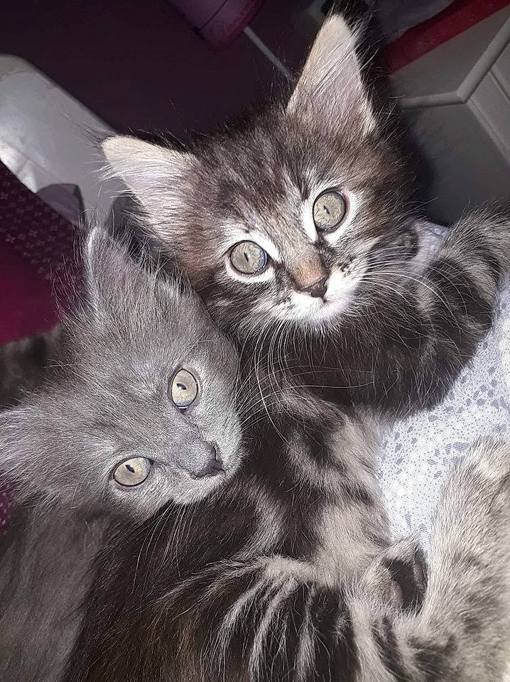 Grizlie Et Xena