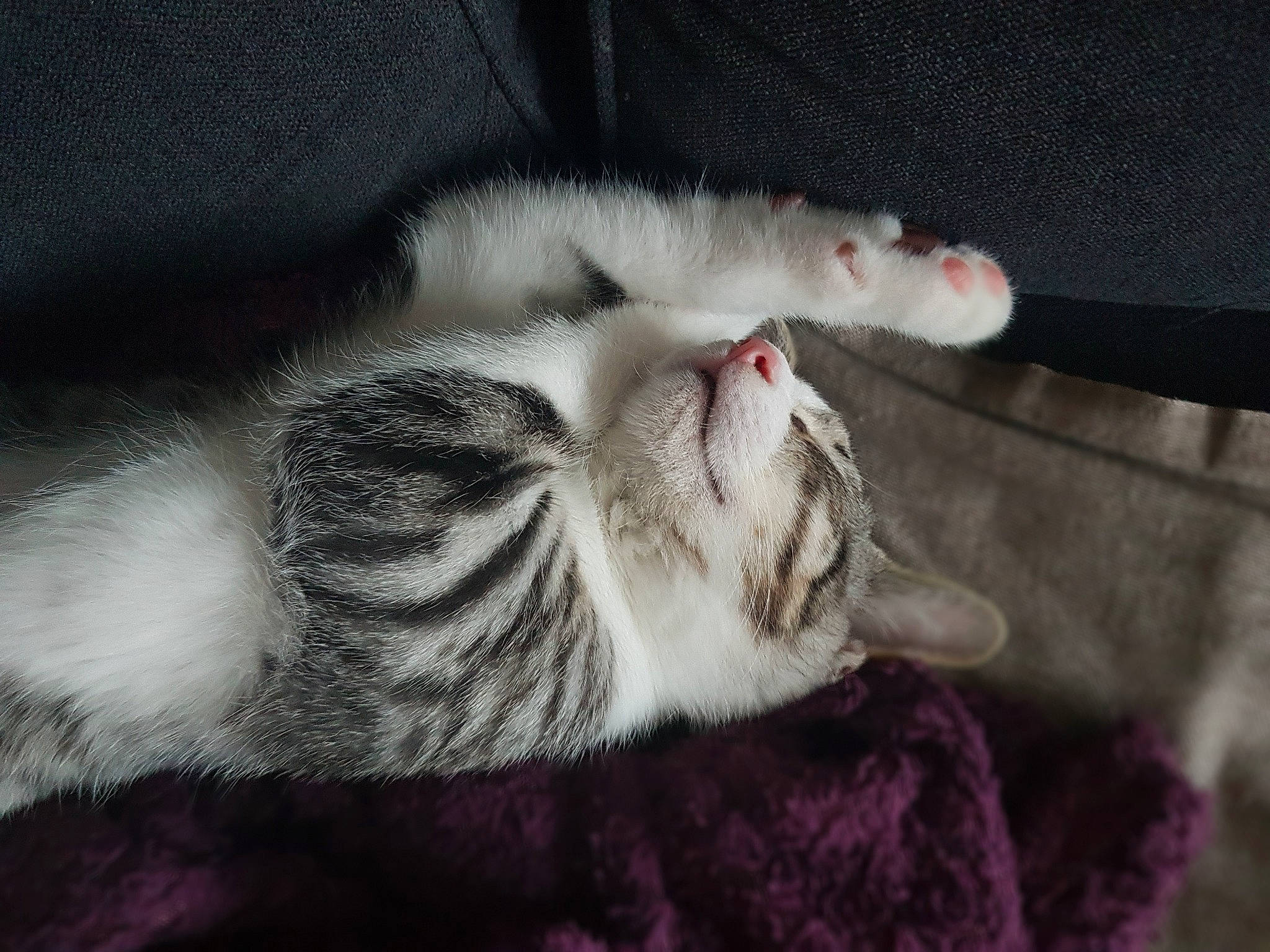 Tao a rejoint le concours — aidez-le/la à gagner de superbes lots ! carnivore, cat, claw, comfort, domestic_short_haired_cat, felidae, foot, fur, grey, nap, paw, sleep, small_to_medium_sized_cats, snout, tail, terrestrial_animal, whiskers