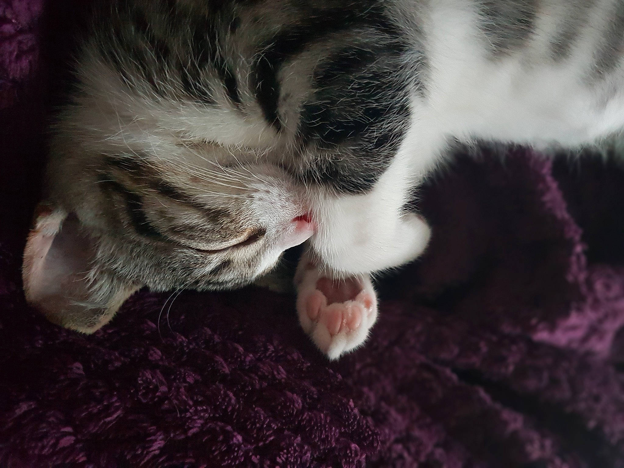 Tao a rejoint le concours — aidez-le/la à gagner de superbes lots ! carnivore, cat, claw, close_up, cloud, comfort, domestic_short_haired_cat, ear, felidae, foot, fur, grey, leg, nap, paw, small_to_medium_sized_cats, snout, tail, whiskers, wood