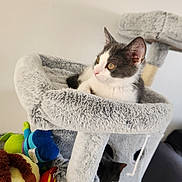 Achille participe au concours pour gagner de l'argent avec cette photo : cat, kitten, gray_cat, black_cat, cat_tree, plush, toy, indoor, pets, feline, curious, cozy, playful, cubbyhole, resting, alert, fur, ears, whiskers, home