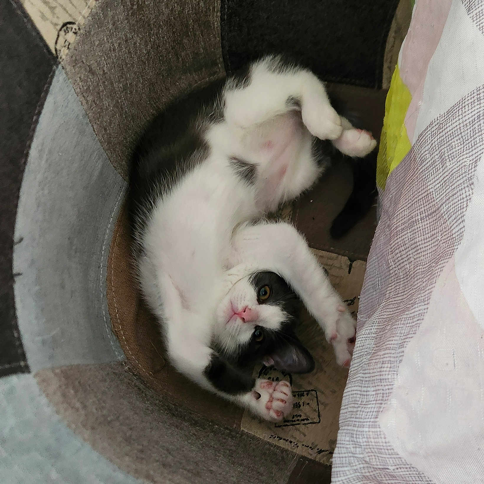 Achille a rejoint le concours — aidez-le/la à gagner de superbes lots ! kitten, cat, black_and_white, pet, animal, cute, playful, stretching, paws, indoor, fabric, container, cozy, fur, whiskers, eyes, pink_nose, relaxed, young, curious