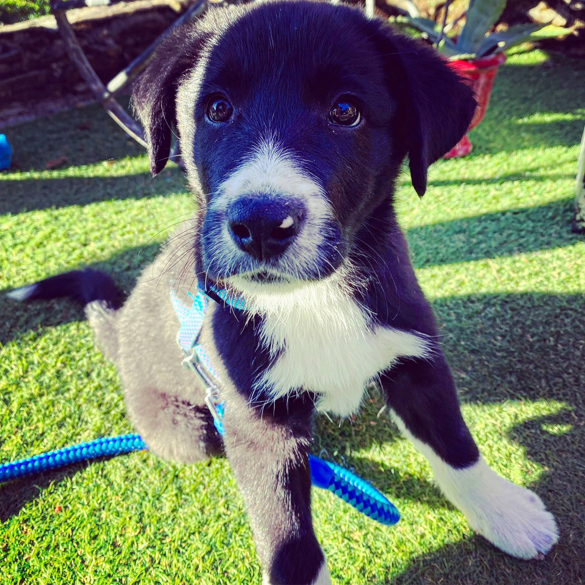 Taho participe au concours pour gagner de l'argent avec cette photo : carnivore, collar, companion_dog, dog, dog_breed, dog_collar, dog_supply, electric_blue, fashion_accessory, grass, paw, plant, snout, sporting_group, terrestrial_animal, whiskers, working_animal, working_dog