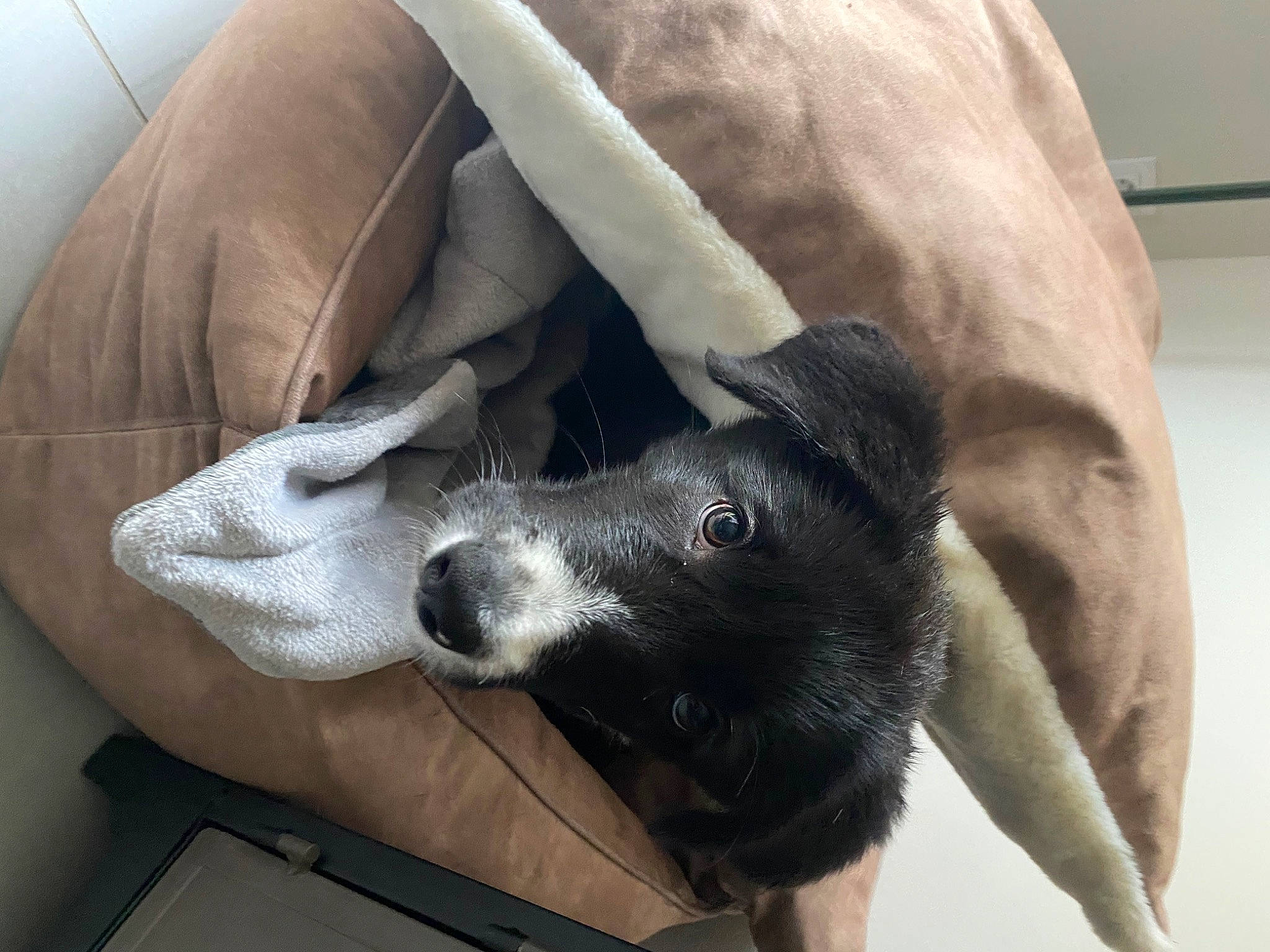 Taho a rejoint le concours — aidez-le/la à gagner de superbes lots ! canidae, carnivore, comfort, companion_dog, dog, dog_breed, ear, fawn, foot, fur, gesture, human_leg, jaw, paw, snout, sporting_group, thigh, whiskers, working_animal, wrist