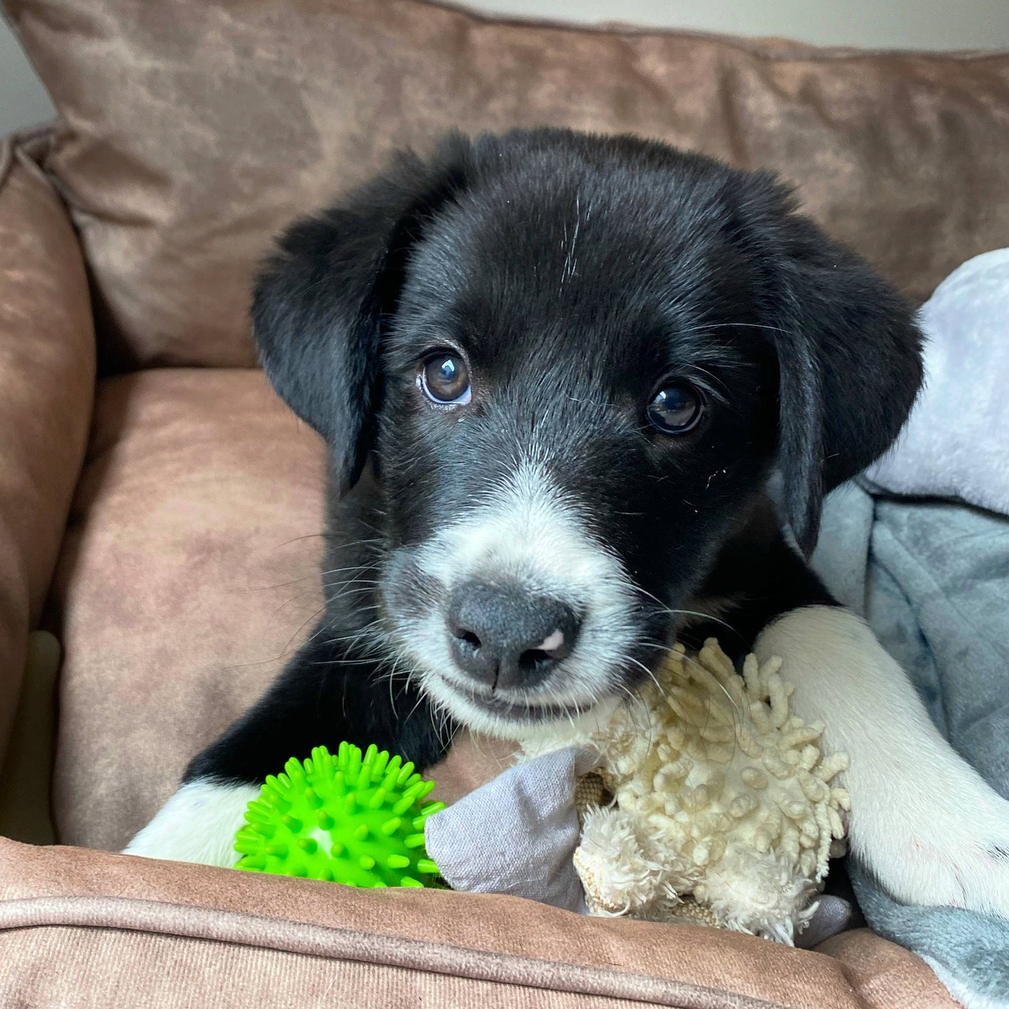 Taho a rejoint le concours — aidez-le/la à gagner de superbes lots ! borador, canidae, carnivore, comfort, companion_dog, dog, dog_breed, fur, leaf_vegetable, paw, pet_supply, puppy, snout, sporting_group, terrestrial_animal, vegetable, whiskers, working_animal, working_dog