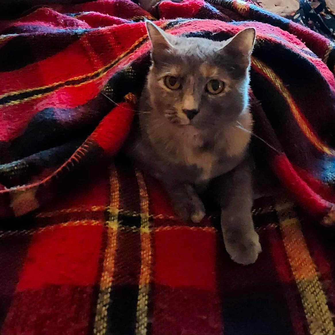Sophie Louise Krauss is registered to the contest to win money with this photo: animal, blanket, cat, comfort, cozy, curious, cute, domestic_cat, fabric, feline, fur, gray_cat, home, indoor, pet, plaid_blanket, relaxed, resting, texture, warm_colors