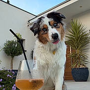 Victoire participe au concours pour gagner de l'argent avec cette photo : australian_shepherd, beverage, blue_eyes, canine, curious, dog, flower, glass, modern_house, outdoor, pet, plant, portrait, potted_plant, relaxation, sky, straw, summer, tongue_out, wooden_deck
